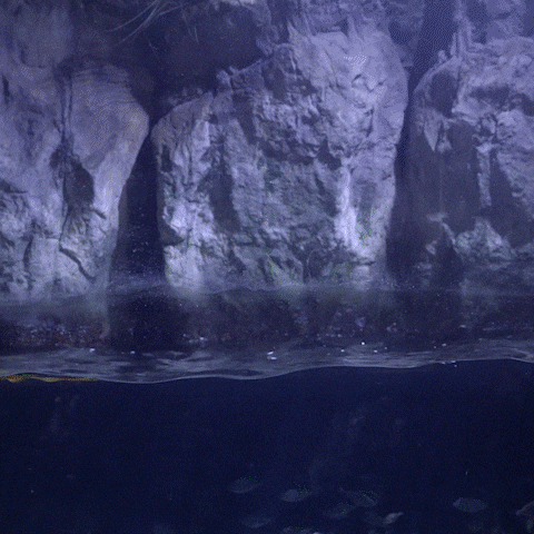 Fish Shark GIF by Aquarium of the Pacific