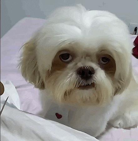 Tired Dog GIF
