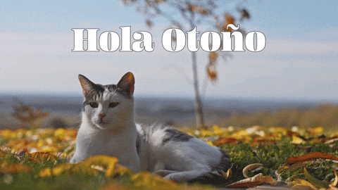 Otoño GIFs - Get the best GIF on GIPHY