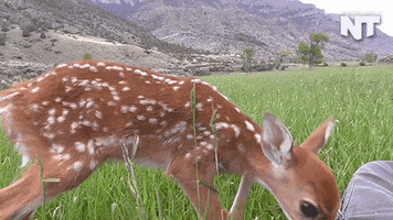 news deer GIF by NowThis 
