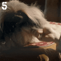 All Creatures Great And Small GIF by Channel5UK