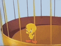 Piolin GIFs - Find & Share on GIPHY