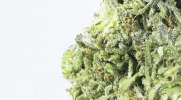 Weed Gas GIF by PharmaCann