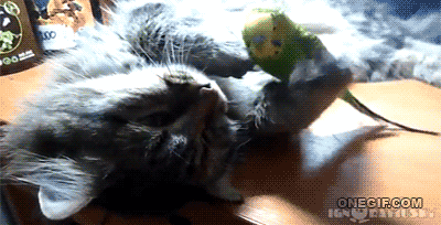 giphy.gif