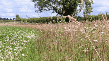 Cheshire Wildlife Trust GIF