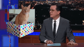 stephen colbert cats GIF by The Late Show With Stephen Colbert