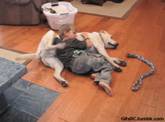 Funny Animals Dogs GIF - FunnyAnimals Dogs RelaxingPug - Discover