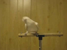 cockatoo