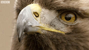 Angry Look GIF by BBC Earth
