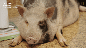 Tired Pet GIF by Nat Geo Wild