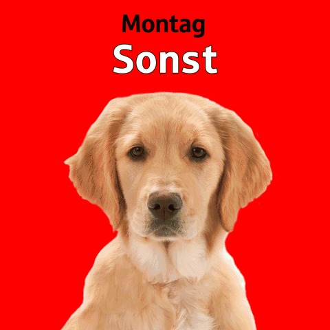 Weihnachten GIF
