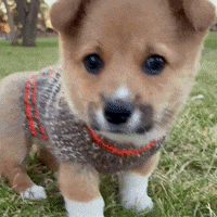Sweater Weather Dog GIF by Ben's Brewing Co.