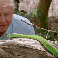 Snake-blocker GIFs - Get the best GIF on GIPHY