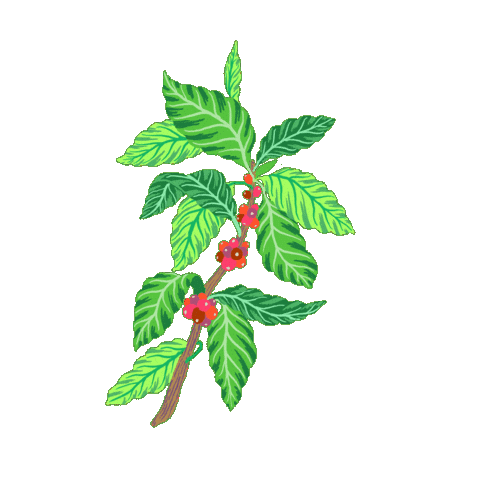 Coffee Sticker by Starbucks Reserve Roastery Tokyo