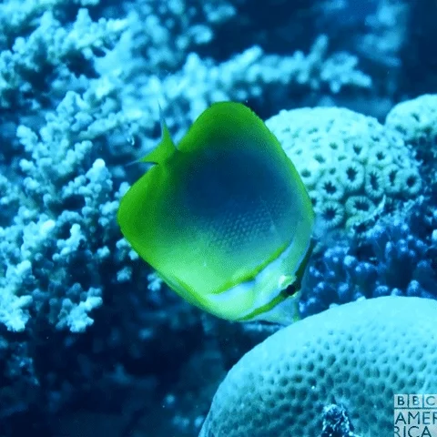 Ocean Fish GIF by BBC America