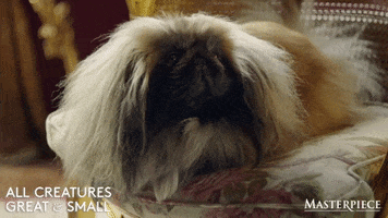 Sad Bad Dog GIF by MASTERPIECE | PBS