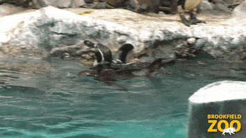 Fun Swimming GIF by Brookfield Zoo