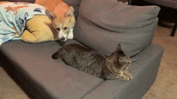 Cat And Dog GIF by Tutimon