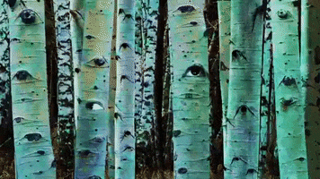 GIF by Sleater-Kinney