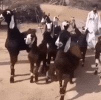Goat Zczc GIF