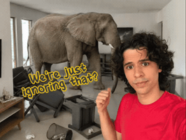 Elephant Gontijo GIF