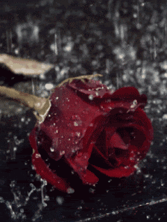 red rose GIF