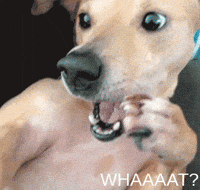 Shocked-dog GIFs - Get the best GIF on GIPHY