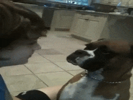 dog smother GIF by America's Funniest Home Videos