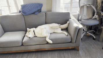Mila GIF