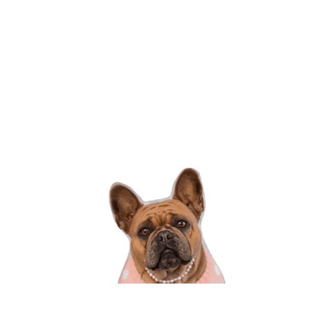 French Bulldog Puppy Sticker by Laguna Med Spa