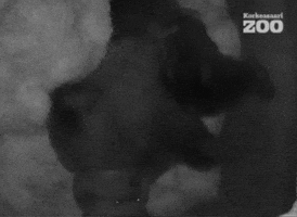 Tired Brown Bear GIF by Korkeasaari Zoo