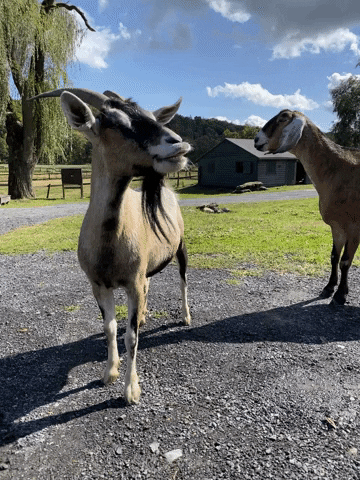 CatskillAnimalSanctuary vegan goat goats animal sanctuary GIF
