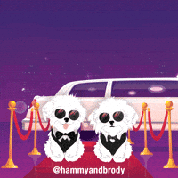 hammyandbrody-dogs-maltese-hammy-and-brody-dnoUGWmE0n4FKAI8Kq