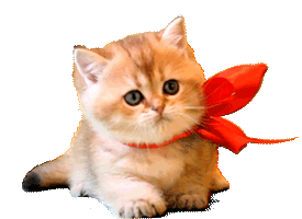 kitten GIF
