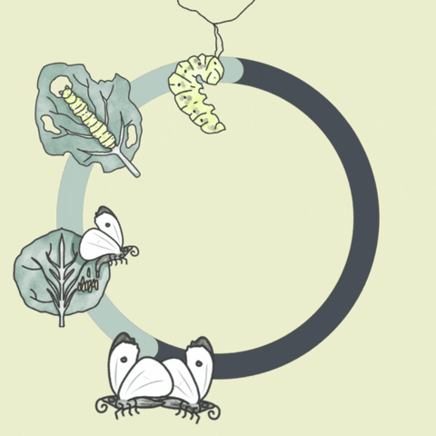 DoodleTheScience GIF