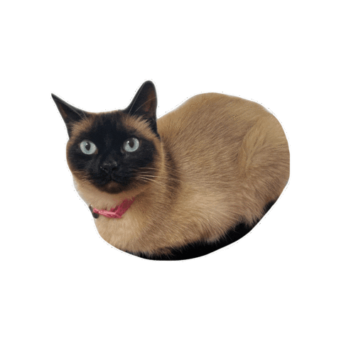 Siamese Cat Sticker