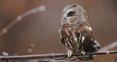 northern saw whet owl bird GIF by Head Like an Orange