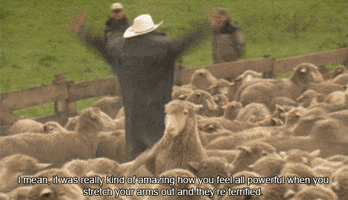 scared sheep GIF