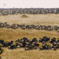 pbsnature-animals-nature-migration-ds9VVID0WdIqzBgLUT