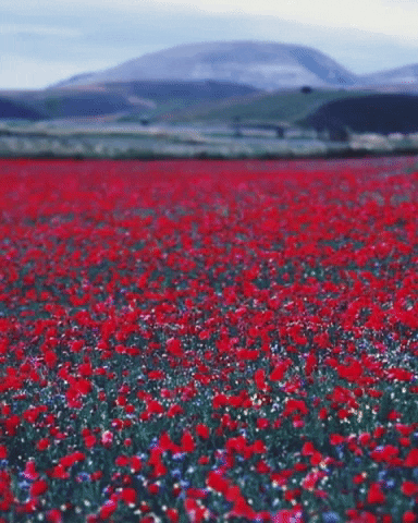 Flower Love GIF by Giulio Pugliese