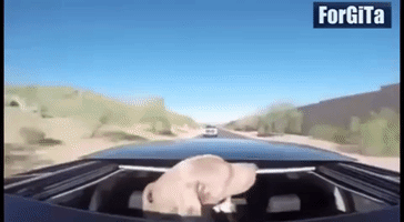 salmaneabdelkrim  GIF