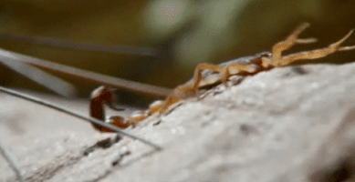 wildlife scorpion GIF