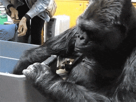 Koko The Gorilla Baby GIF