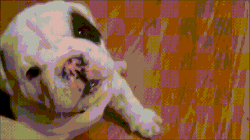 I Don'T Care Dog GIF