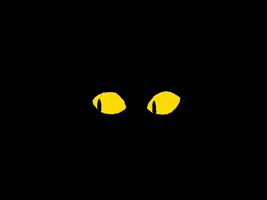 i see you cat GIF by Samuel Davis