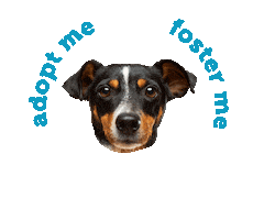 Friends of PACC Sticker