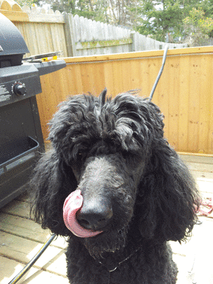 poodle behold GIF