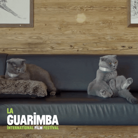 Tired Cat GIF by La Guarimba Film Festival