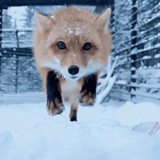 On Fox GIFs - Get the best GIF on GIPHY