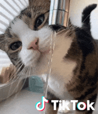 Chaton Gifs Get The Best Gif On Giphy